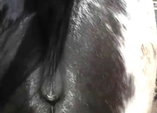 Horse anus shows some actions