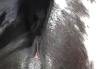 Horse anus shows some actions