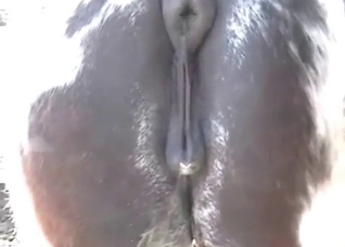 Horse anus shows some actions