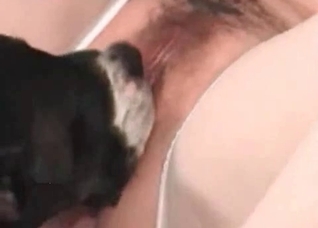Sweet doggy is licking a snatch