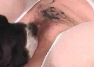 Sweet doggy is licking a snatch