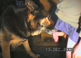 Shepherd is licking a wiener