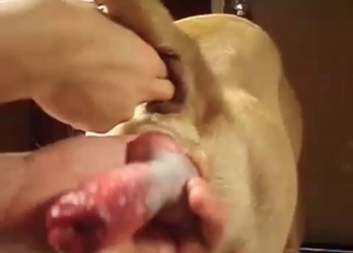 Dog enjoys anal stimulation