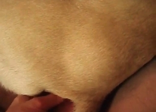 Dog enjoys anal stimulation
