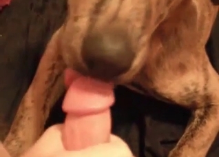 Dog gives a hot blowjob