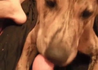 Dog gives a hot blowjob