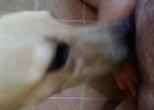 Sweet dick licking by a dog