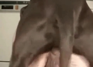 Fast dog sex with a male