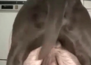 Fast dog sex with a male