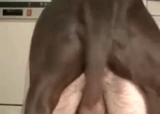 Fast dog sex with a male