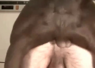 Fast dog sex with a male