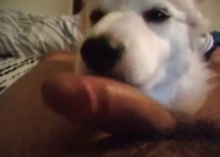 This cock tastes good for my dog