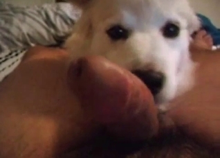 This cock tastes good for my dog