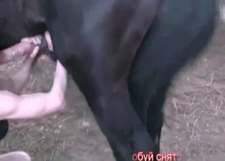 Stallion sex compilation video