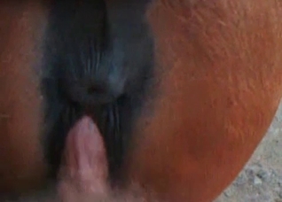 Horse ass fits my dick perfect