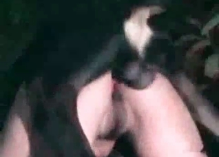 Doggy prepares my puss for a sex