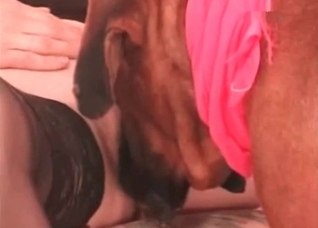 Dog licks a juicy snatch
