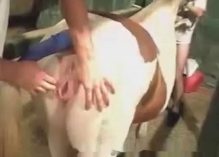 Anal stretching in the farm