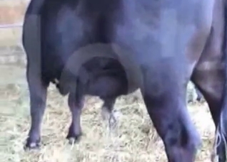 Horse is becoming so horny
