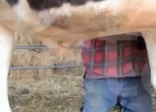 Horse is becoming so horny