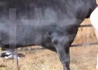 Horse is becoming so horny