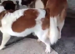 Spotted dog is being trained