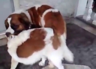 Spotted dog is being trained
