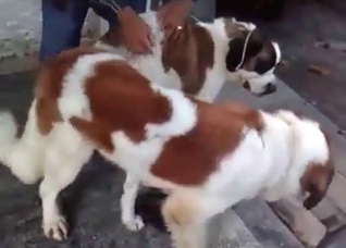 Spotted dog is being trained
