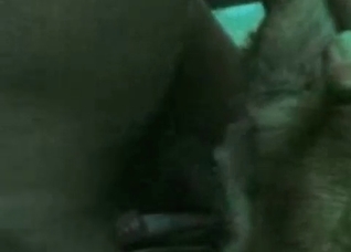 Blowjob provided by a dog
