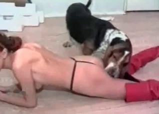 Hunter and submissive zoophile
