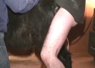 Black animal is ready for sex