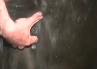 Black animal is ready for sex