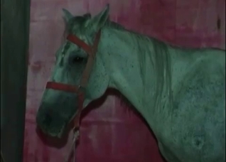 Laying under horse and fucking