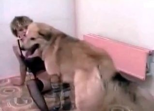Dog enjoys her sexy nylon clothes