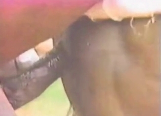 Sweet horse sex at the farm
