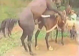 Sweet horse sex at the farm