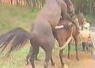Sweet horse sex at the farm