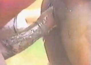 Sweet horse sex at the farm
