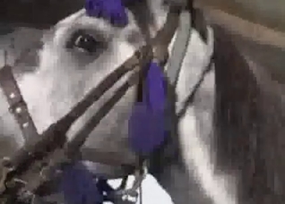 Horse cock cums in her closed mouth