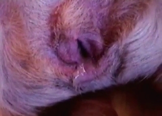 Preparing my dog for a hot sex