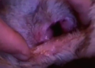Preparing my dog for a hot sex