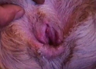 Preparing my dog for a hot sex