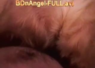 Preparing my dog for a hot sex