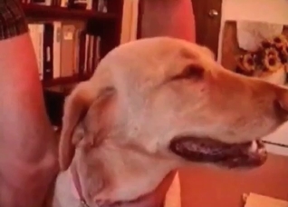 Preparing my dog for a hot sex
