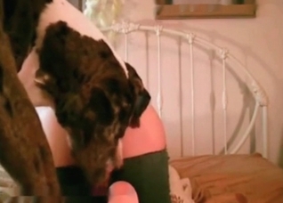 Trained dog is a perfect lover
