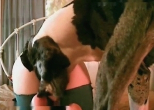 Trained dog is a perfect lover