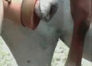 Horse dick is cumming a huge load