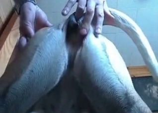 Anal fingering for a hot doggy