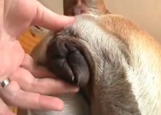 Anal fingering for a hot doggy