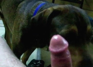 Trained pet licks my hard boner